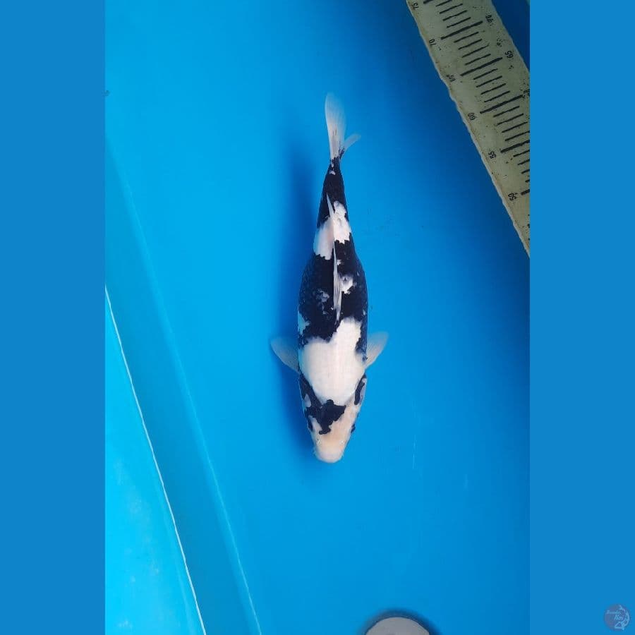 HR Shiro utsuri 35cm Female