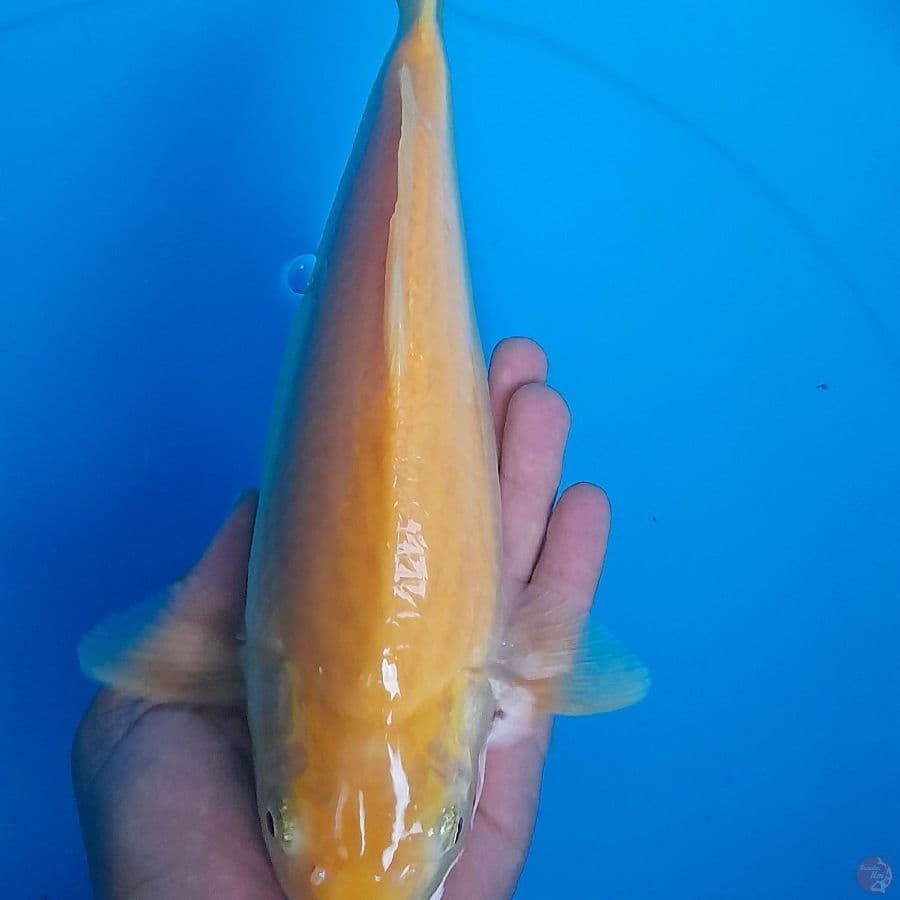 KARASHI PUNUK ONTA