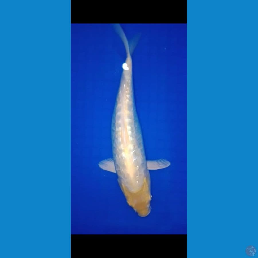 Karashi aragoke mata merah 30cm