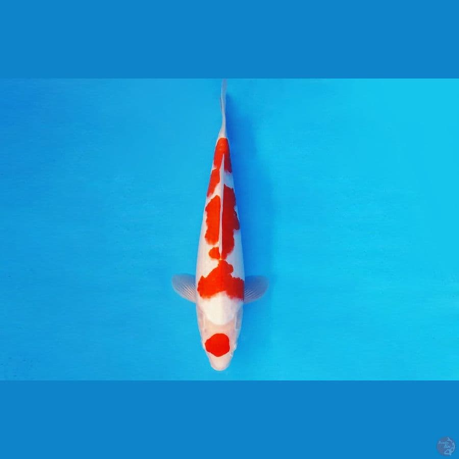 AKIRA 2 - MARUTEN KOHAKU 33 cm/fm ®