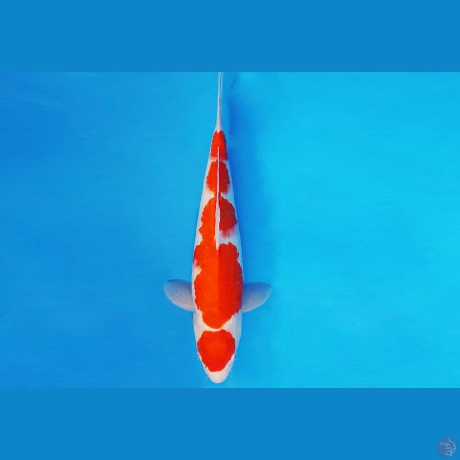 AKIRA 5 - MARUTEN KOHAKU 32 cm/male ®