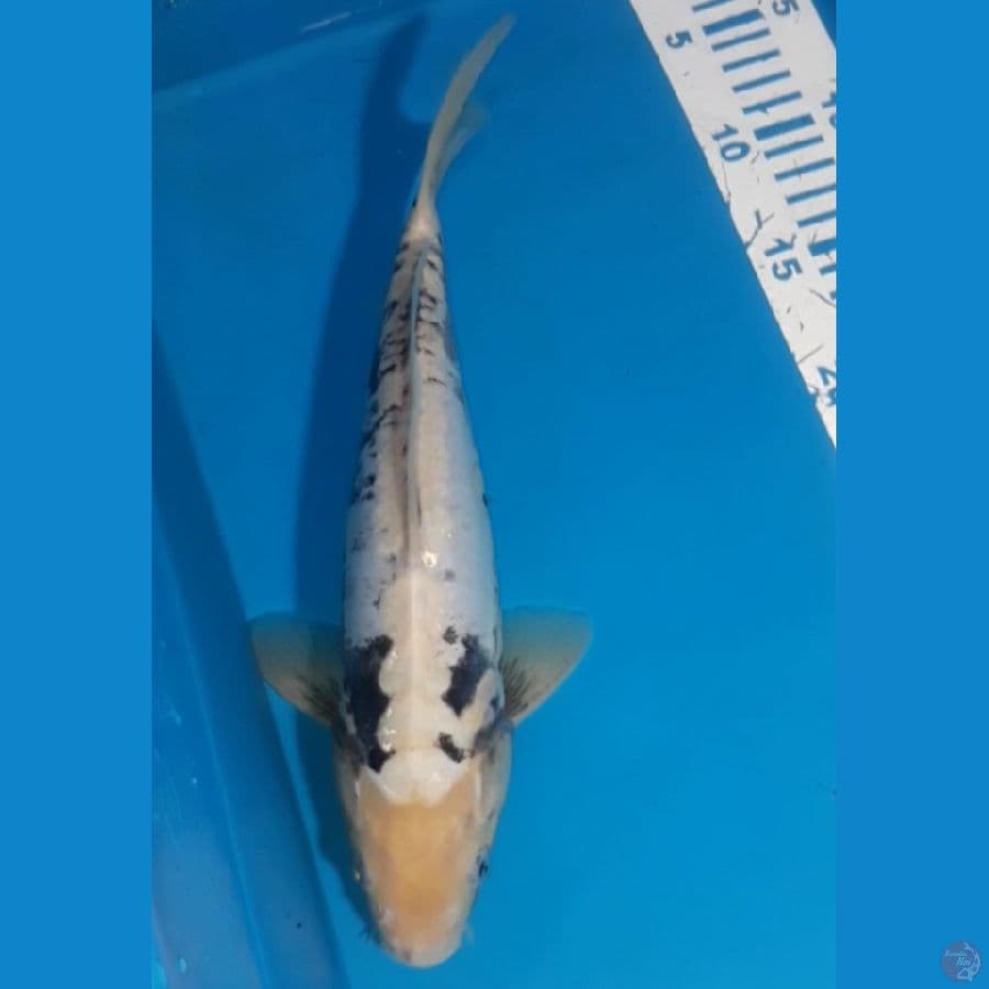 Kumon 30 cm Male
