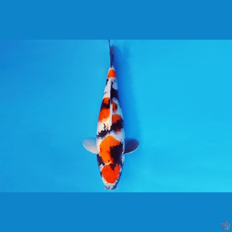 AKIRA 11 - MARUTEN SHOWA 35 cm/fm ®