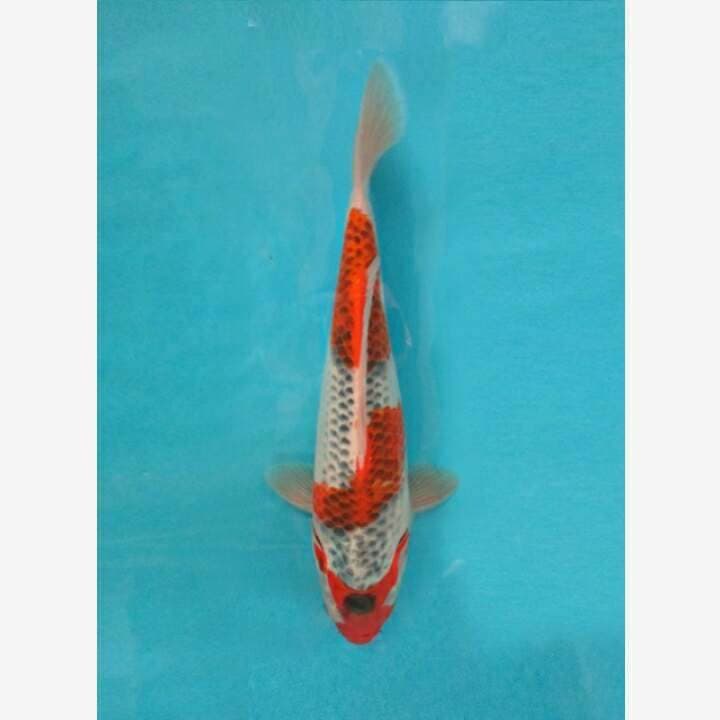 GOSHIKI F1 CALON JUMBO
