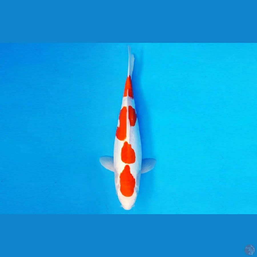 AKIRA 14 - KOHAKU DOITSU 32 cm/fm ®