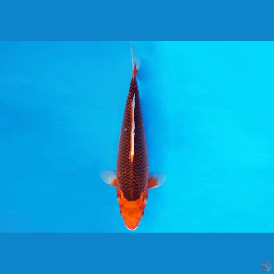 AKIRA 15 - AKA MATSUBA 39 cm/fm ®