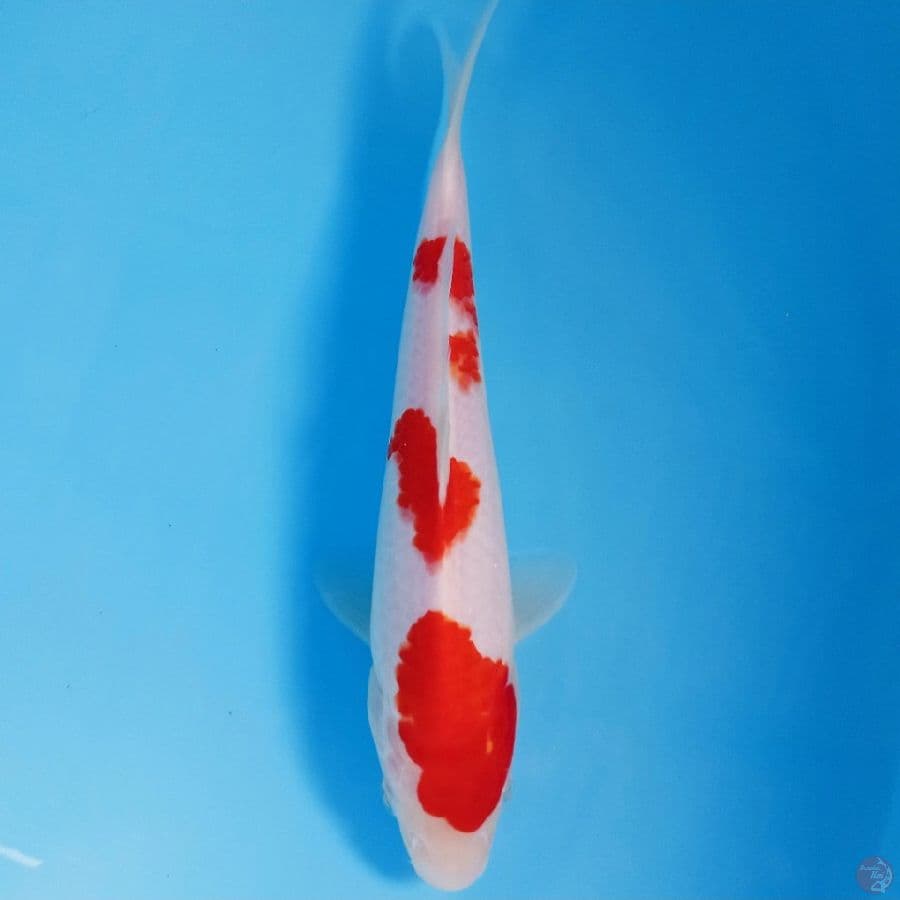 kohaku, 25 cm