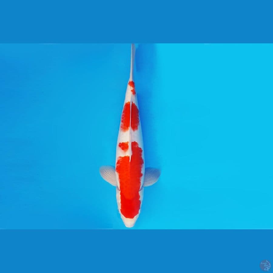 AKIRA 16 - KOHAKU 37 cm/male ®
