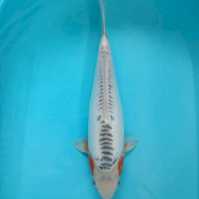 Shusui 40cm Bulky - Male