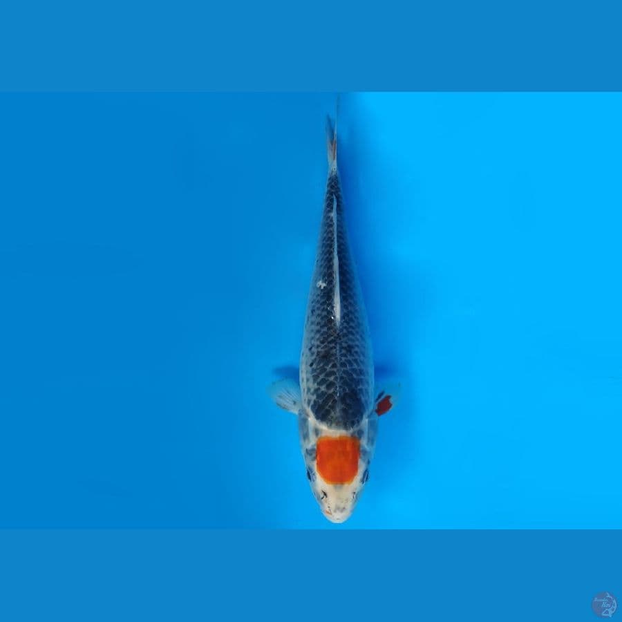 2.TANCHO GHOSIKI 32 CM/FML