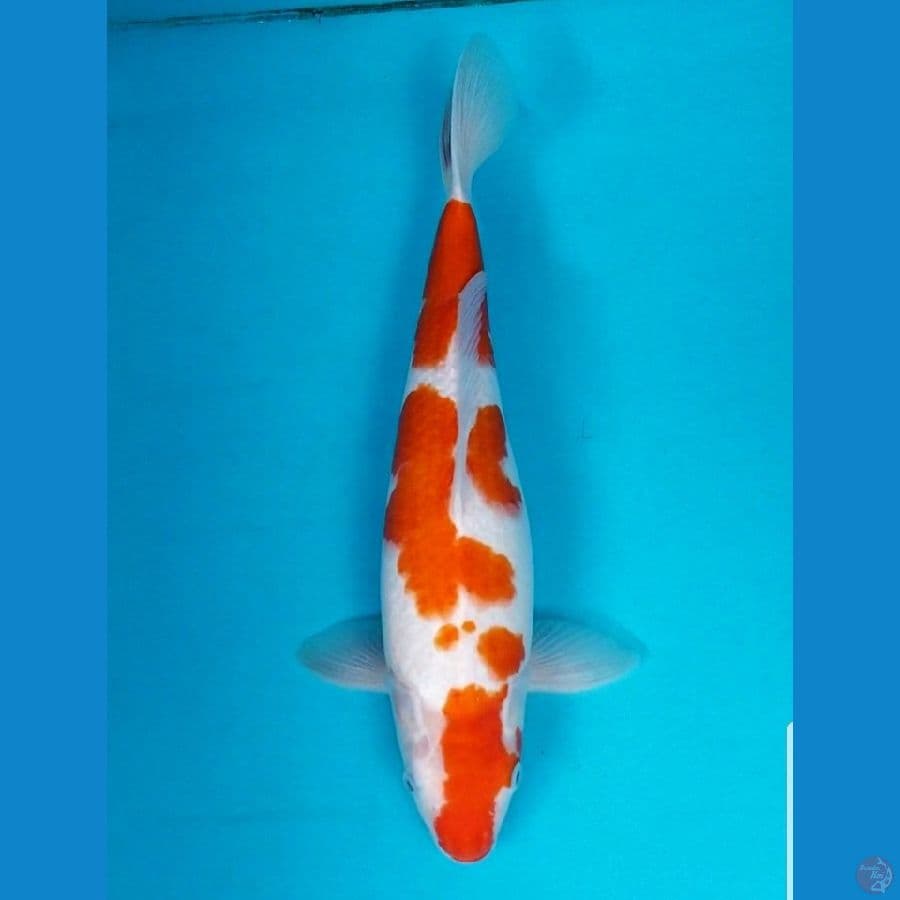 KOHAKU 40 BU