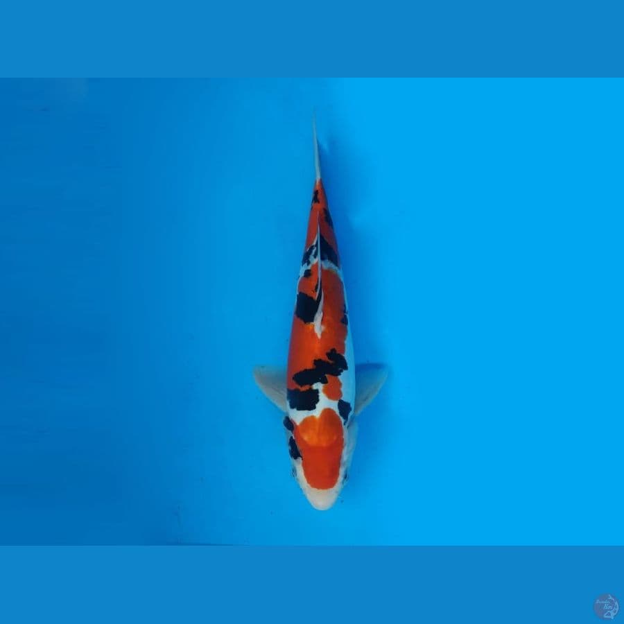 3.SANKE DOITSU 27 CM/ML