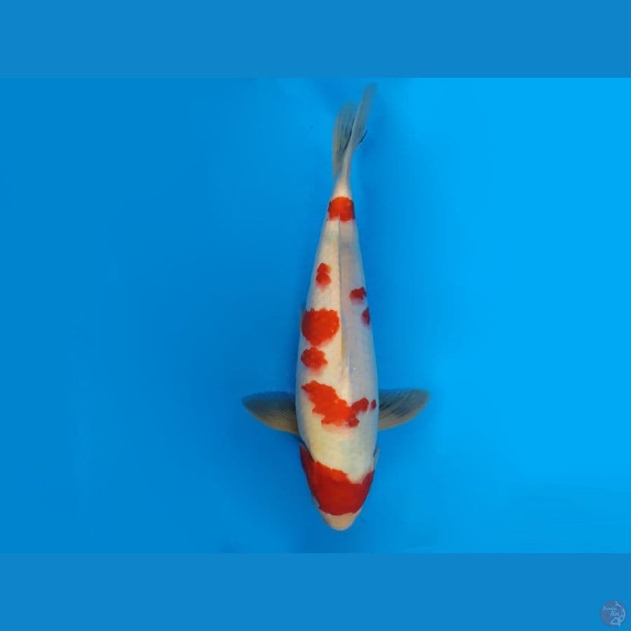 6.SHOWA TATEGOI 35 CM/ML