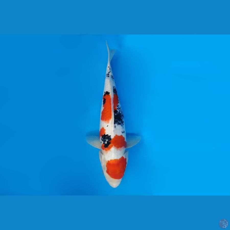 7.MARUTEN SANKE 33 CM/FML