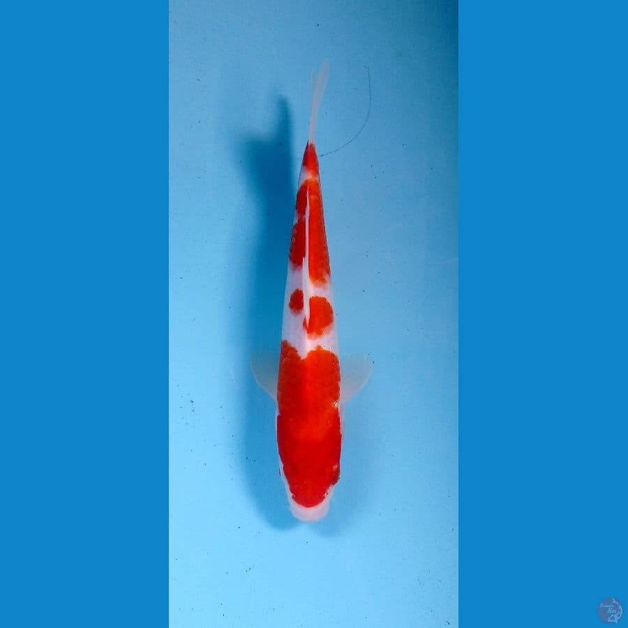 kohaku 24cm