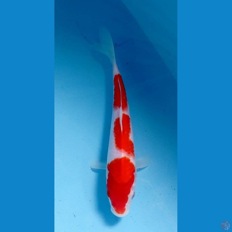 kohaku 23cm