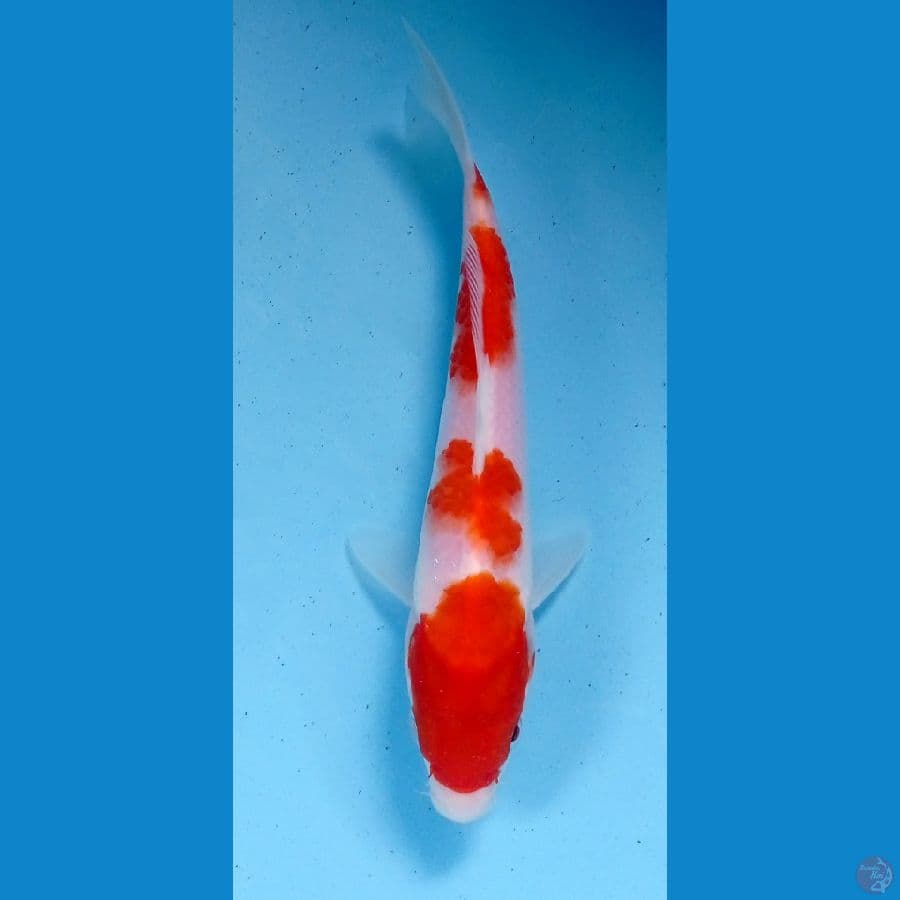 kohaku 20cm