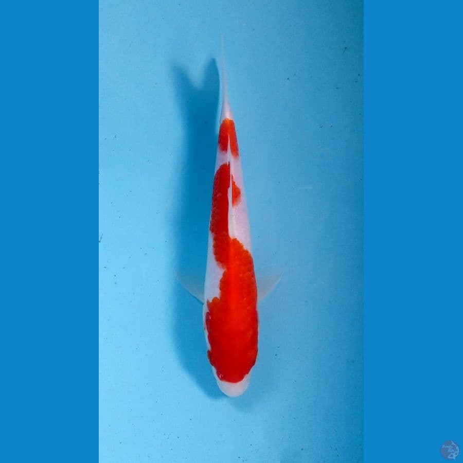 kohaku 23 cm