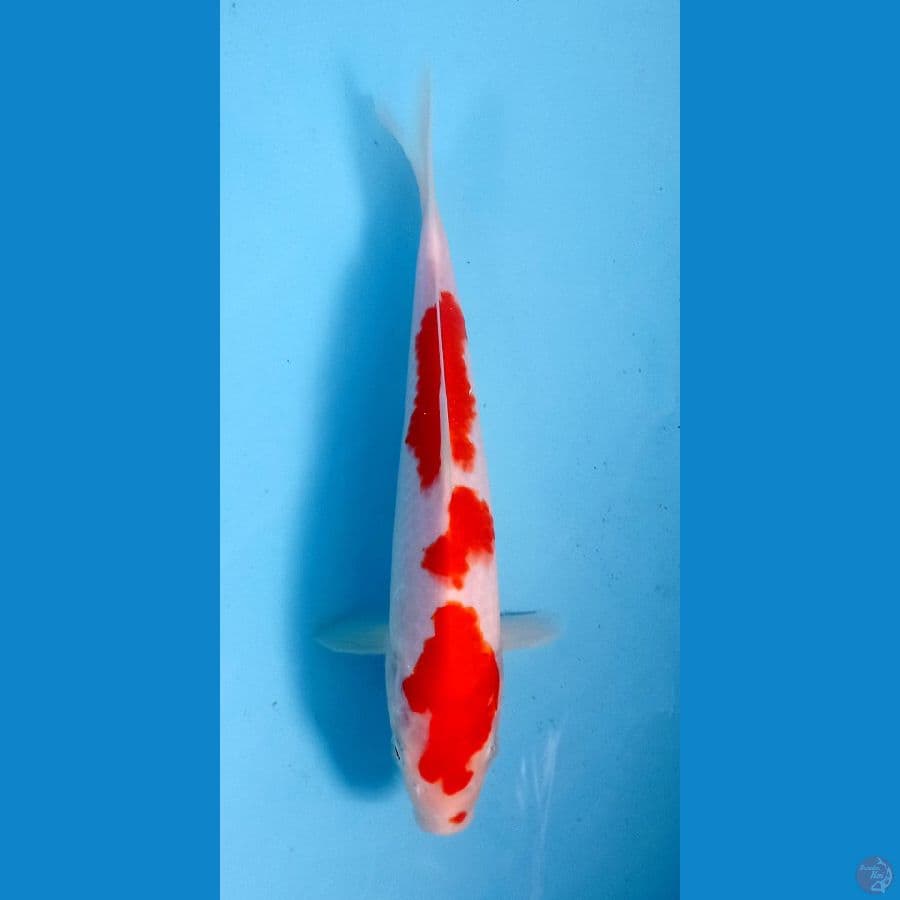 kohaku 22cm