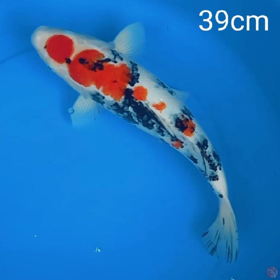 maruthen Sanke 39cm