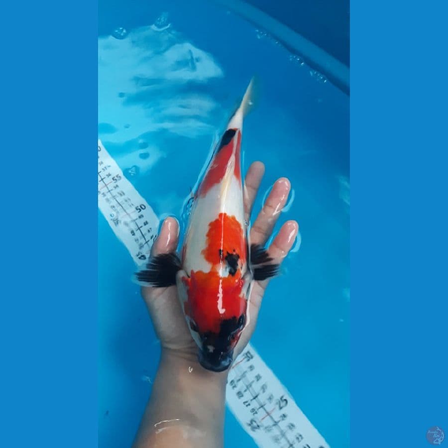 kindai showa/male/30cm
