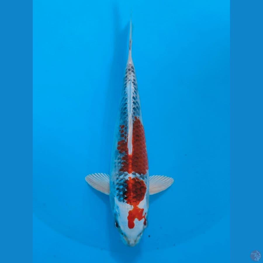 Komugi "Red Kujaku strong"