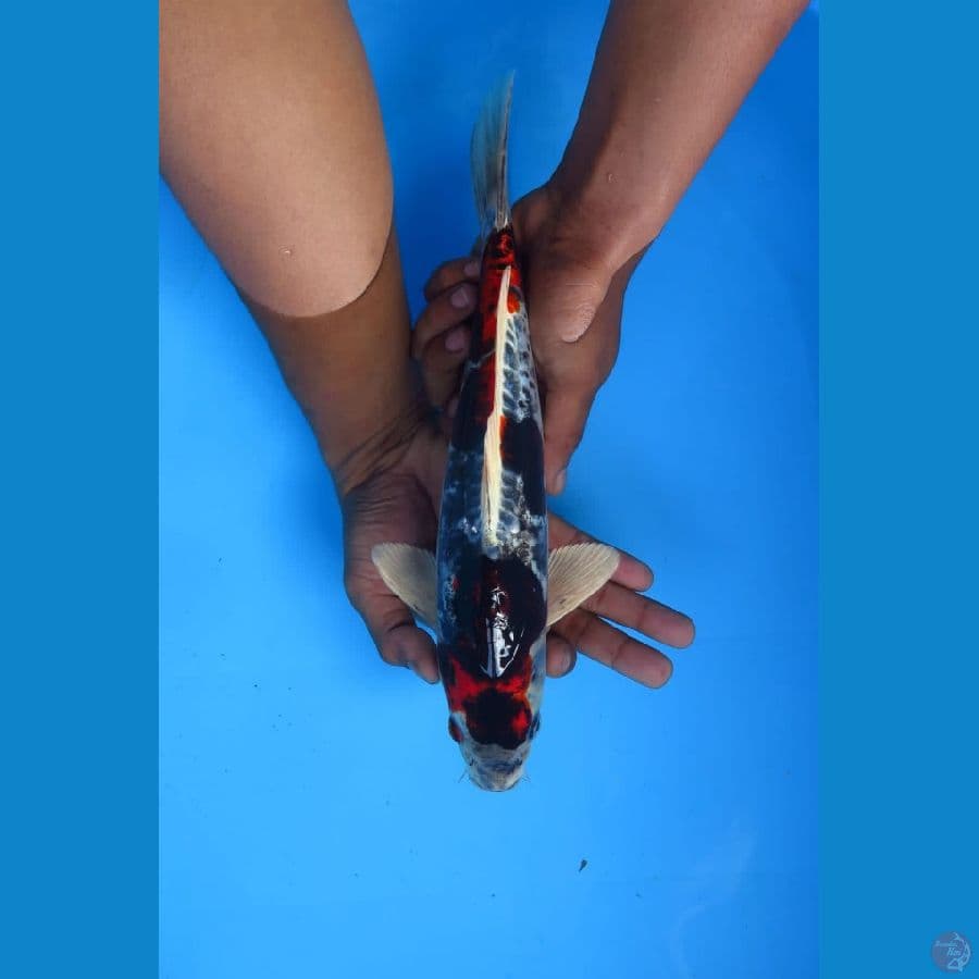 kawarimono 31cm male Tosai