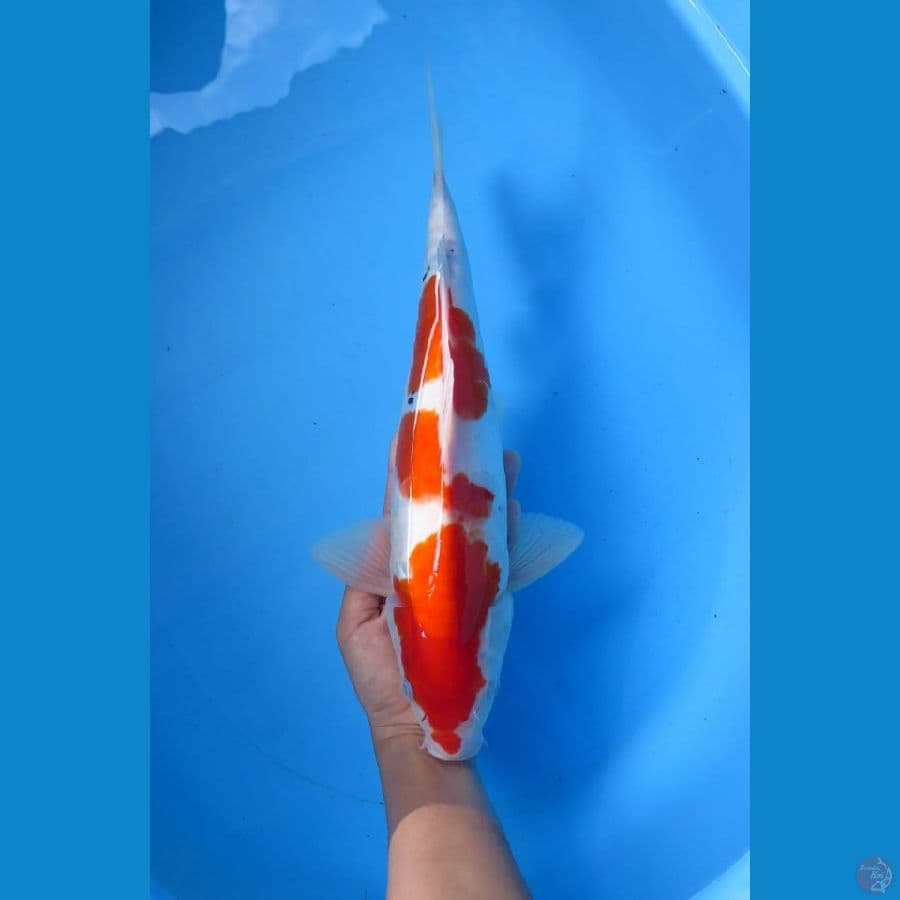 Sanke doitsu 34cm male Tosai