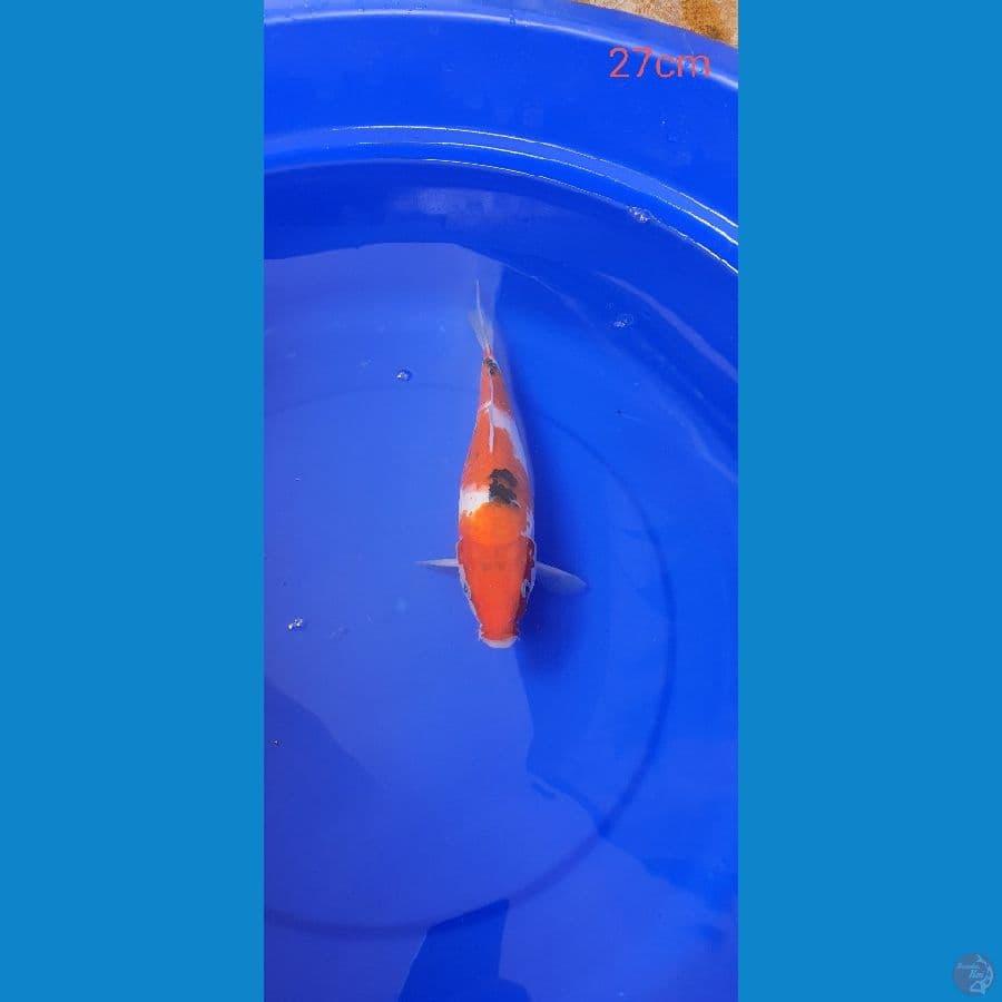 Sanke 27Cm