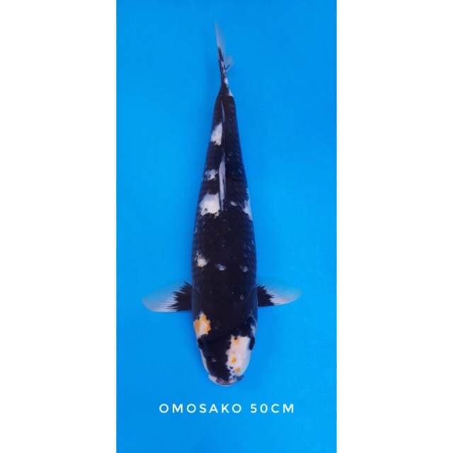 shiro omosako import