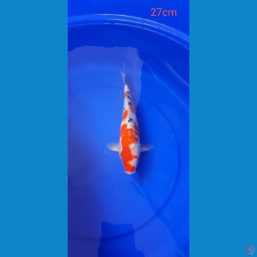Sanke 27Cm