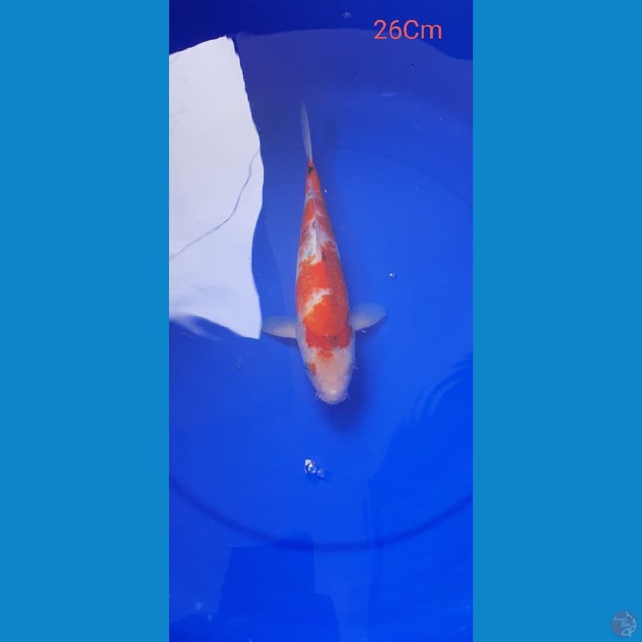 Sanke 26Cm