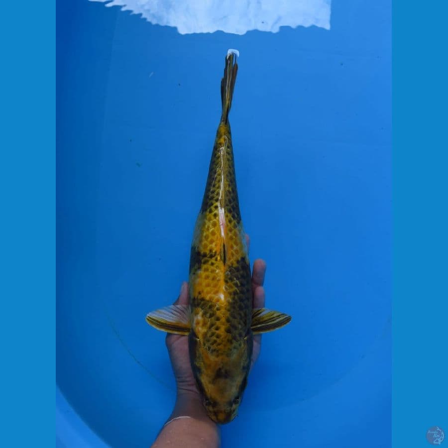 kin kiutsuri 34cm