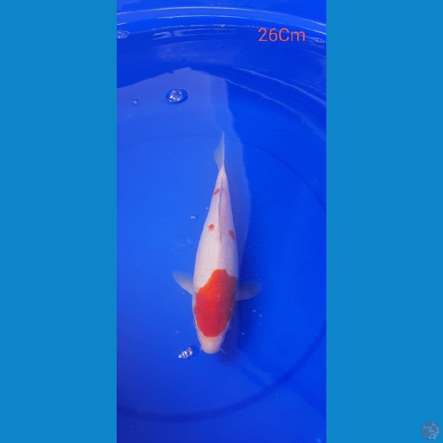 kohaku 26Cm