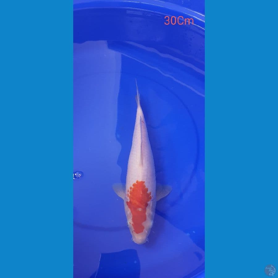kohaku 30Cm