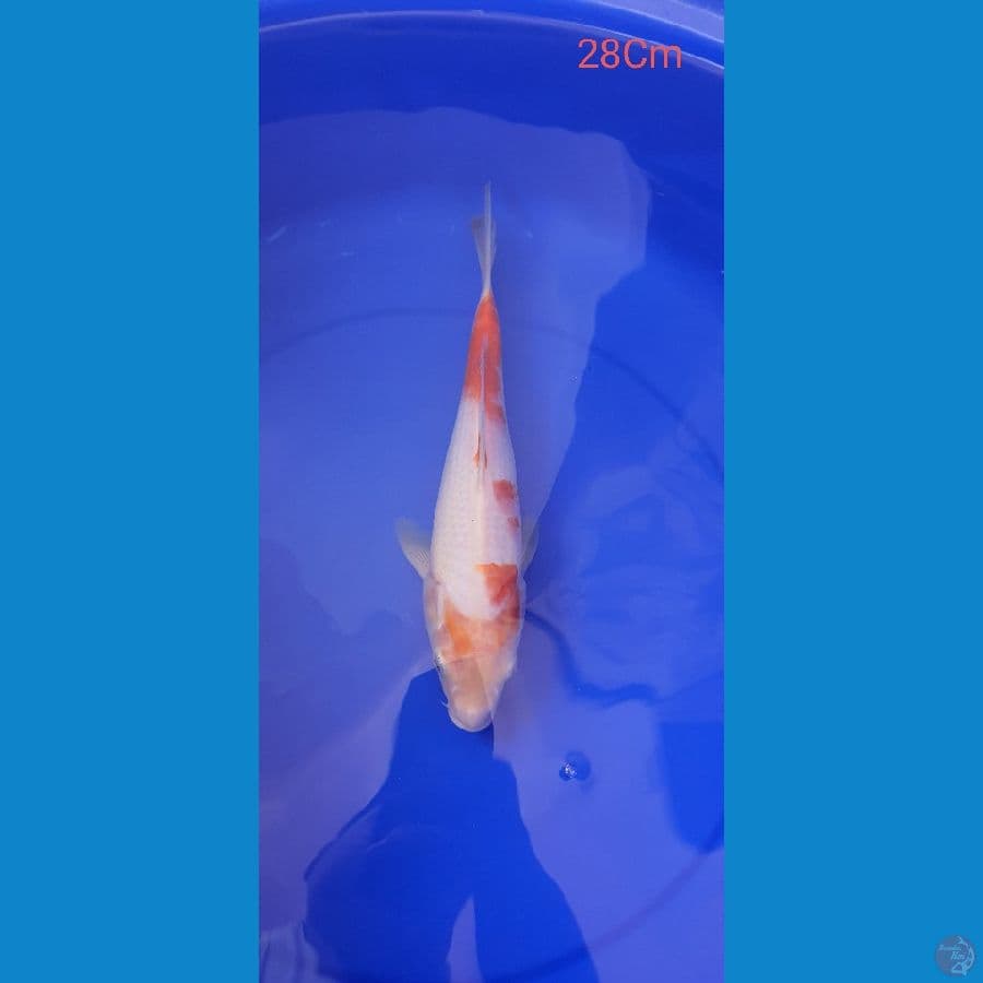 kohaku 28cm