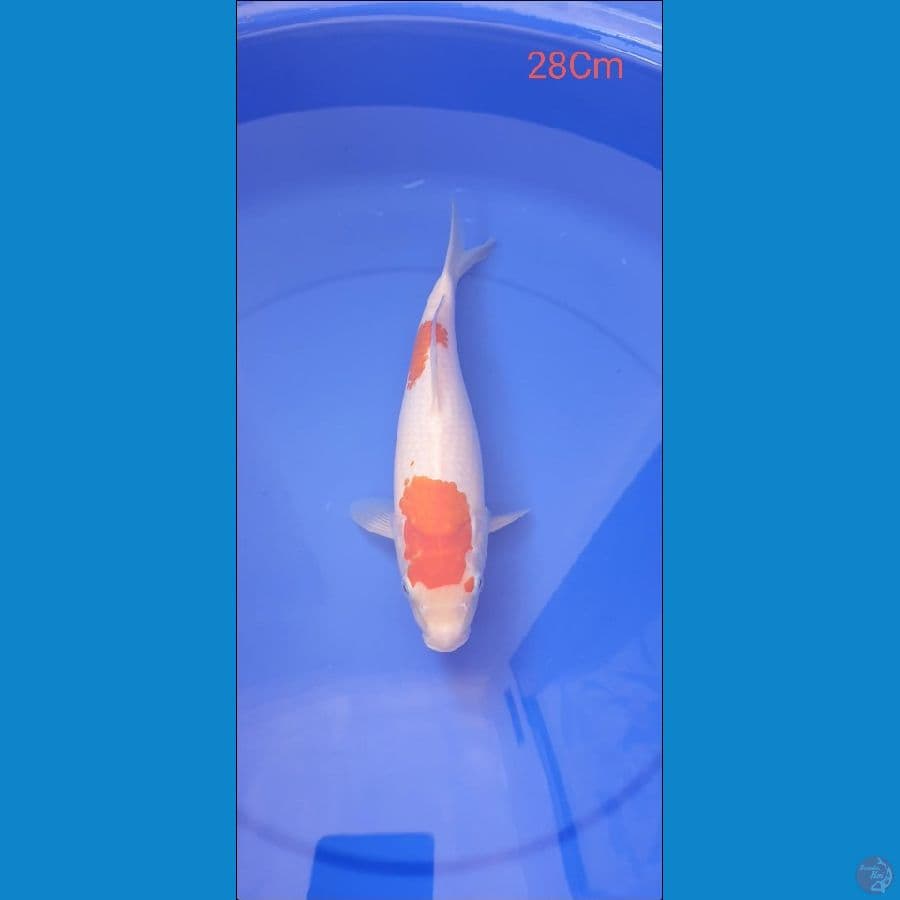 Kohaku 28Cm