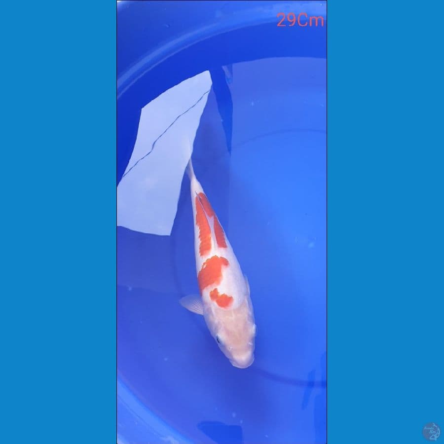 kohaku 29Cm