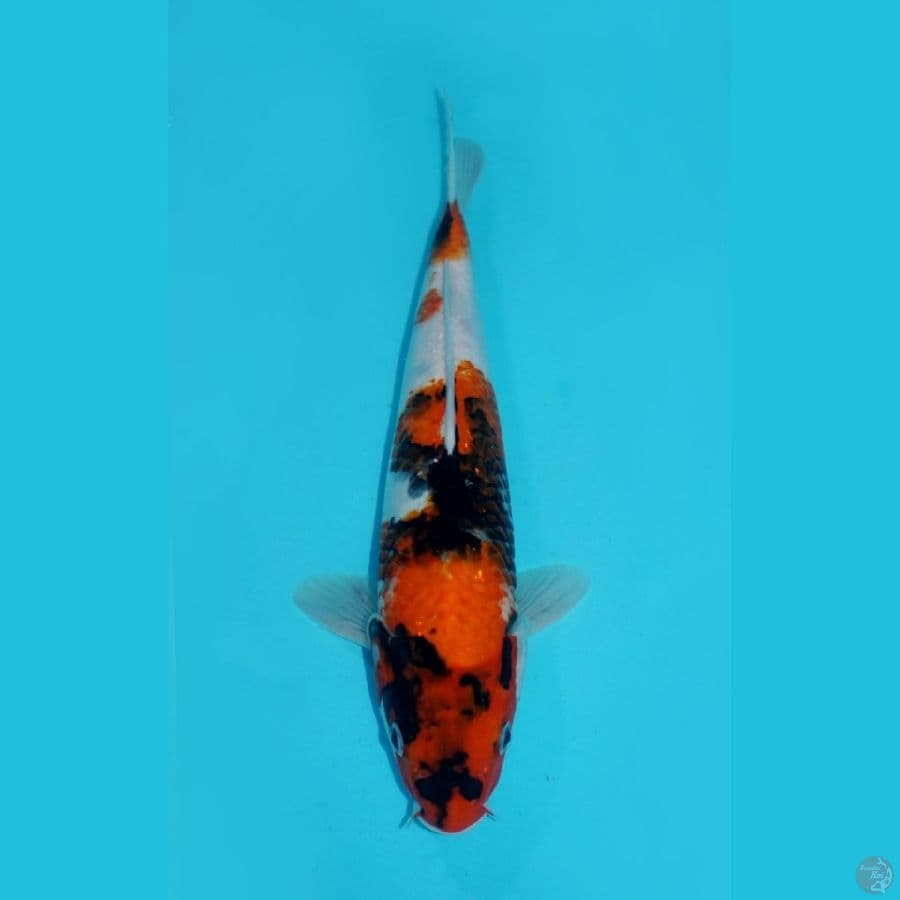 SHOWA SANSHOKU, 28CM
