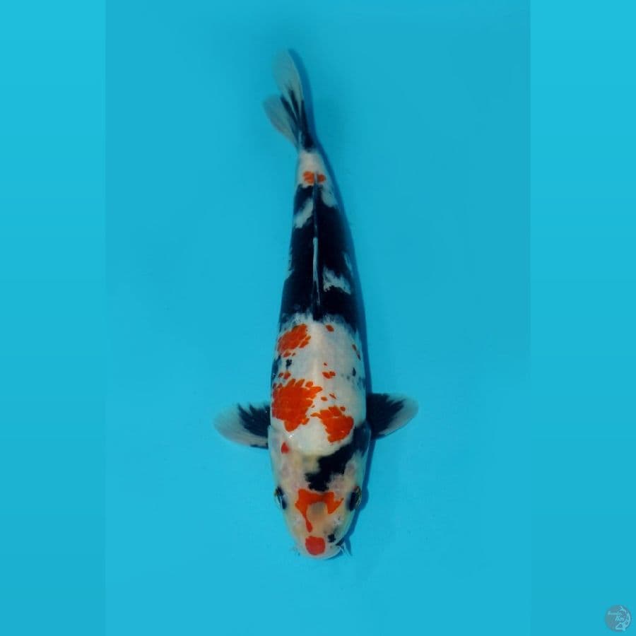 KANOKO SHOWA, 25CM