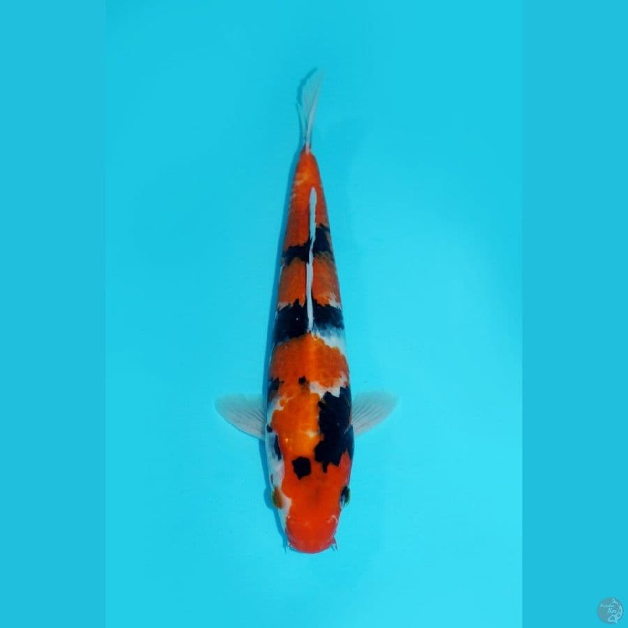 SHOWA SANSHOKU, 27CM