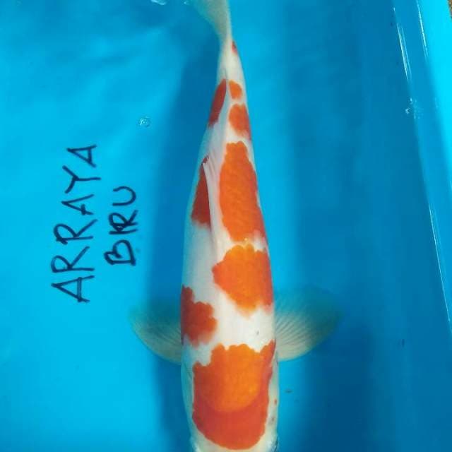 Kohaku