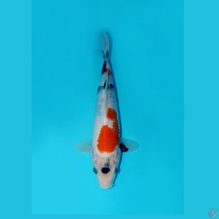 KINDAI SHOWA MARUSUMI, 25CM