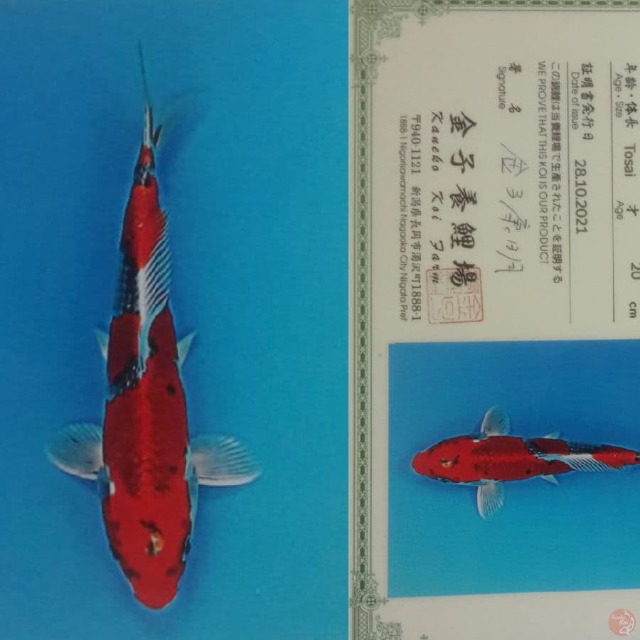 kujaku