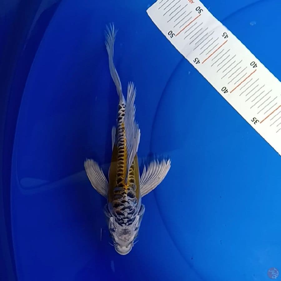 aragoke antikan 28 cm