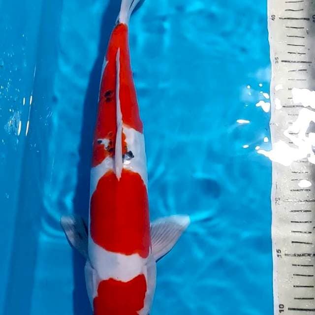 SANKE DOITSU 40 CM JANTAN