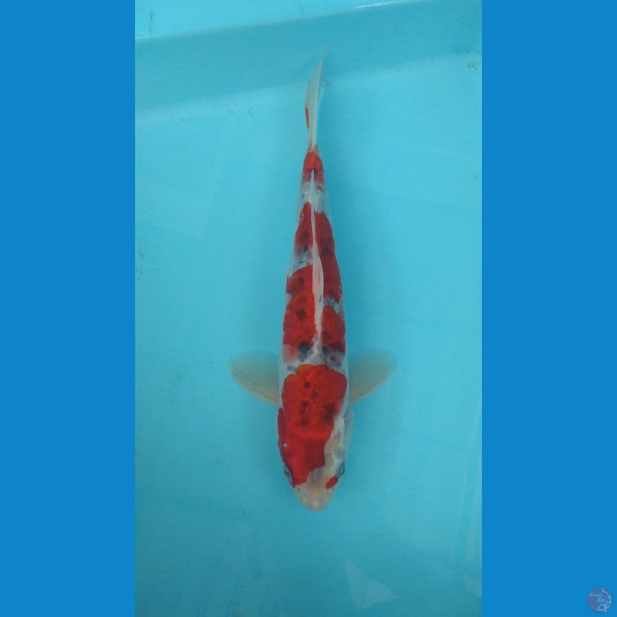 goshiki sisik naga 29cm