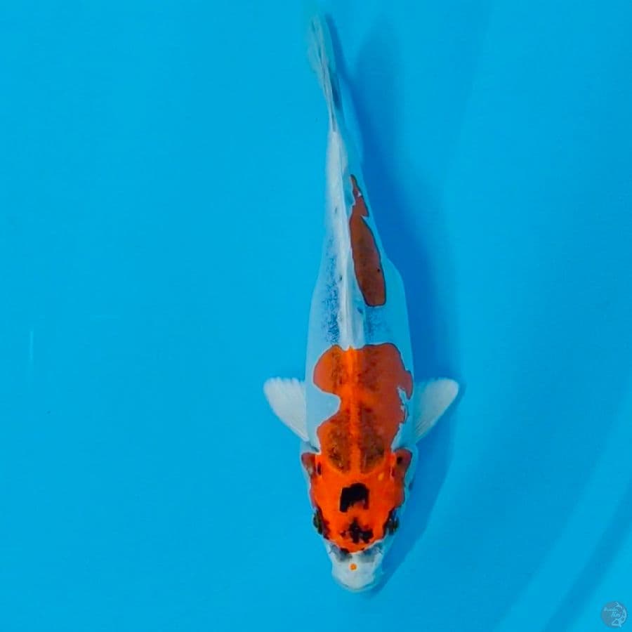 kikko 25cm