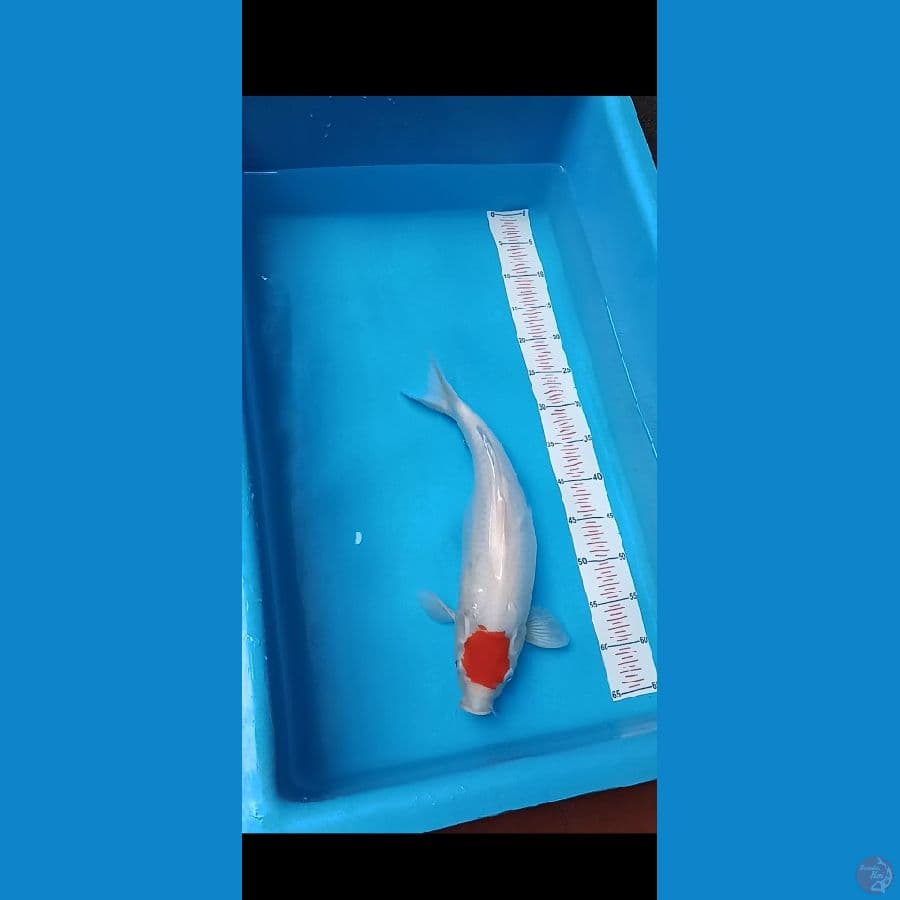 Tancho Ori 44cm