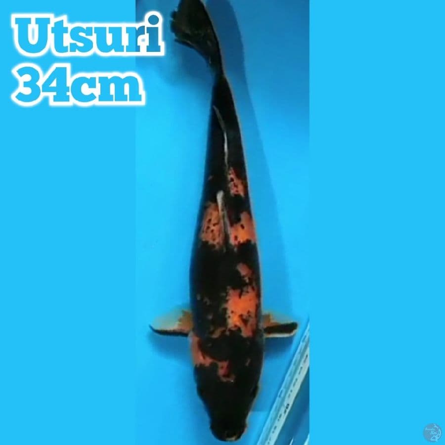 Utsuri 34 cm